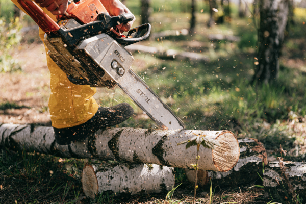 Chainsaw cutting a birch tree